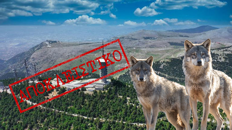Εισαγγελεία Πρωτοδικών Αθηνών : Να απομακρυνθούν άμεσα λύκοι από την Πάρνηθα – Στόχος η μεταφορά τους στη Βόρεια Ελλάδα