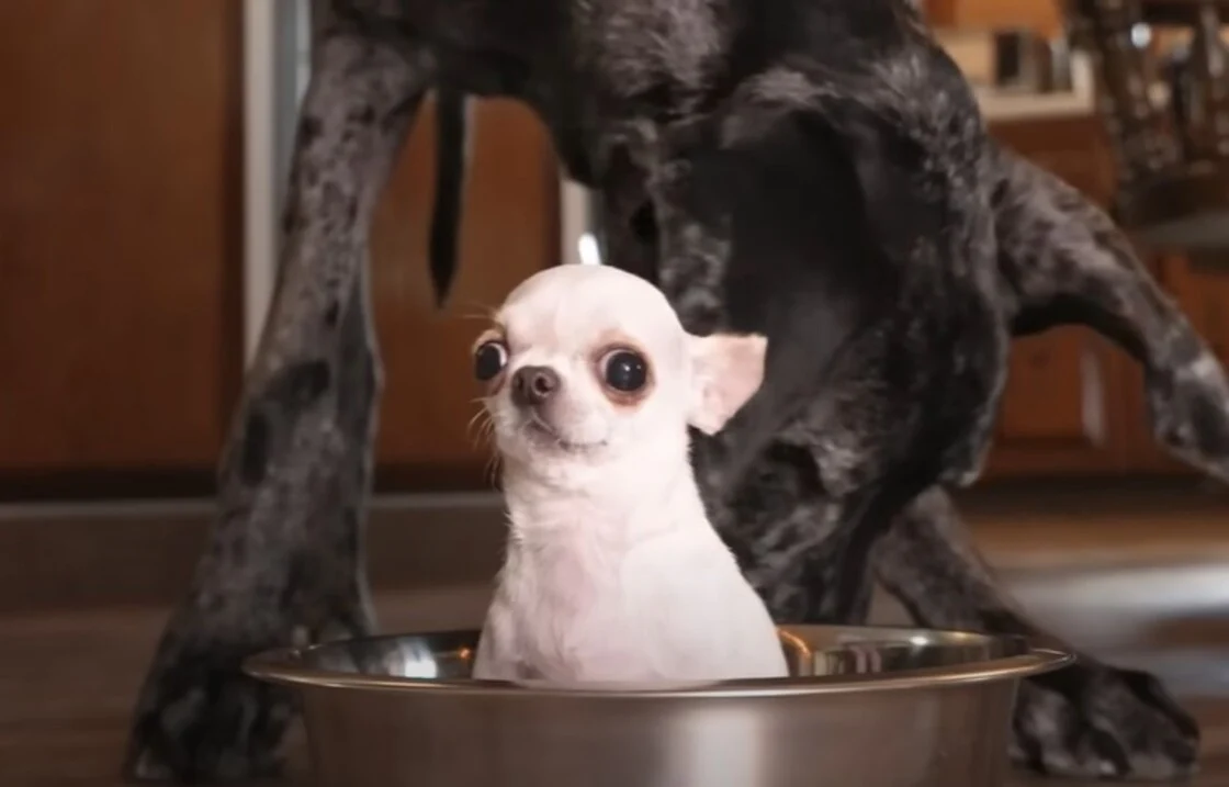 Συναντήθηκαν ο μεγαλύτερος και ο μικρότερος σκύλος του κόσμου