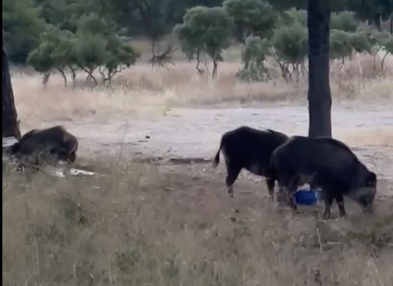 Αγριογούρουνα κόβουν βόλτα στο λόφο της Γορίτσας...VIDEO