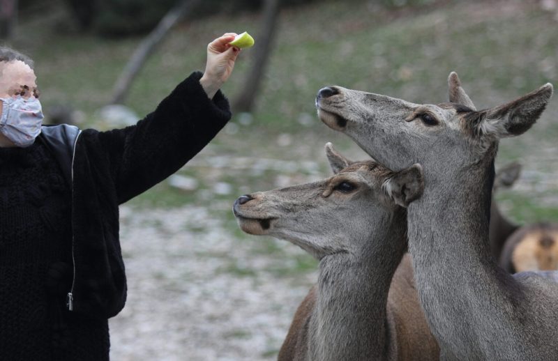 Συνεργασία δήμου Αχαρνών και Συνδέσμου Πάρνηθας για τη σωτηρία του κόκκινου ελαφιού