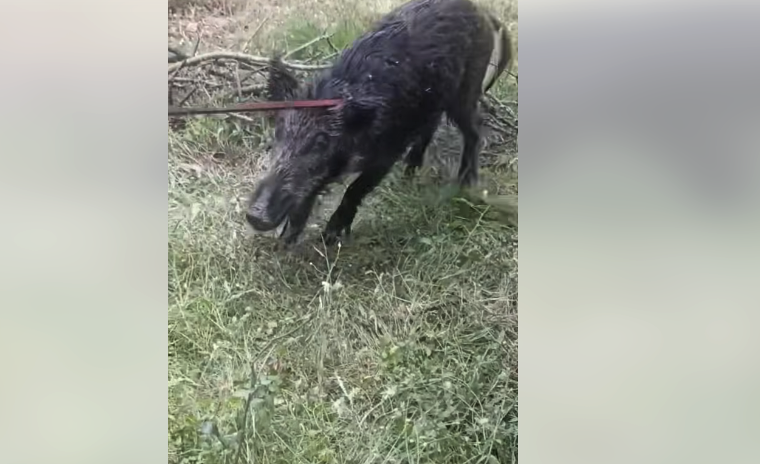 Διάσωση αγριόχοιρου από στέρνα....VIDEO