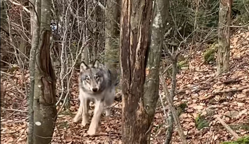 Επίθεση λύκου σε κυνηγόσκυλο παρουσία του κυνηγού…VIDEO