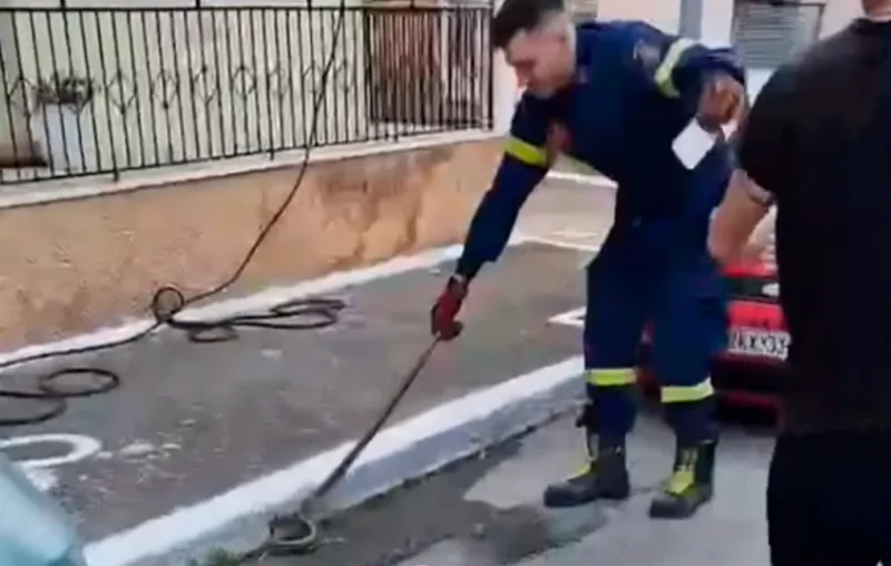 Σπάρτη: Φίδι στην αυλή σπιτιού έσπειρε τον πανικό