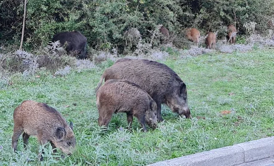 Σοβαρές ζημιές σε αυτοκίνητο από σύγκρουση με αγριογούρουνο στο Τέροβο