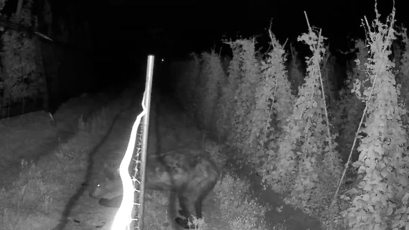 Αρκούδα σε φυτώριο στη Βασιλειάδα Καστοριάς