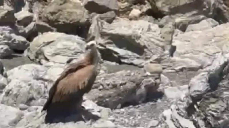 Γυπαετός εντοπίστηκε ανήμπορος να πετάξει σε θάλασσα στην Κρήτη