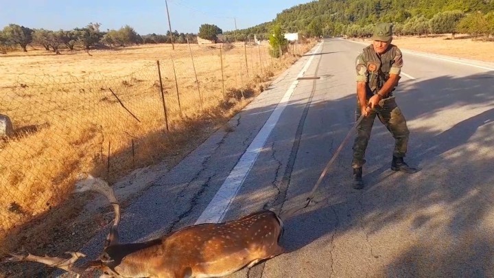 Δασοφύλακες απεγκλώβισαν ελάφι