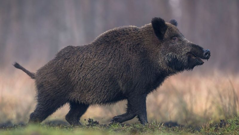 Αγριόχοιρος : Η μεγάλη αλλαγή της ρυθμιστικής απόφασης θήρας για την περίοδο 2025-2026