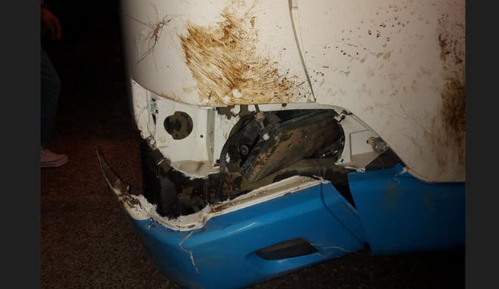 Αστικό λεωφορείο έπεσε σε κοπάδι αγριογούρουνων