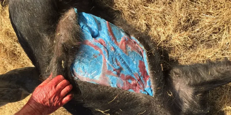 Ανησυχία στην Καλιφόρνια για αγριογούρουνα που έχουν μπλε κρέας - Πού οφείλεται