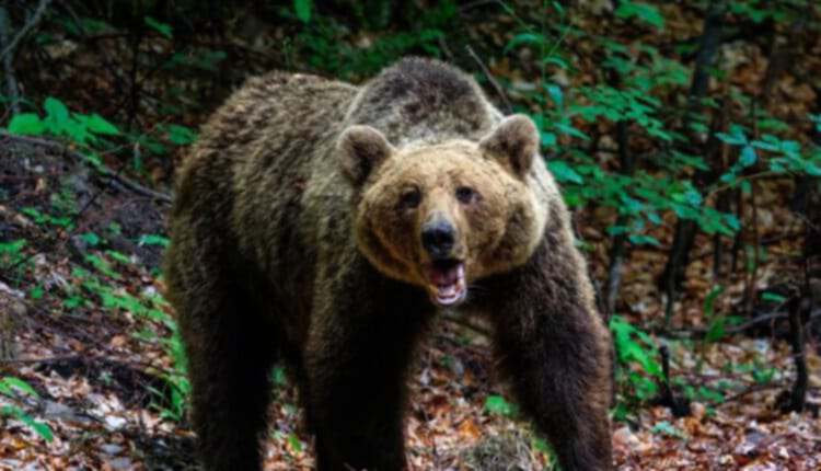 Επίθεση αρκούδας σε ηλικιωμένο στη Δόλιανη Ζαγορίου - Μεταφέρθηκε στο νοσοκομείο