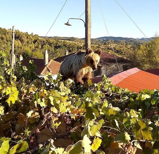 Μία ακόμη αρκούδα μέσα σε σπίτια