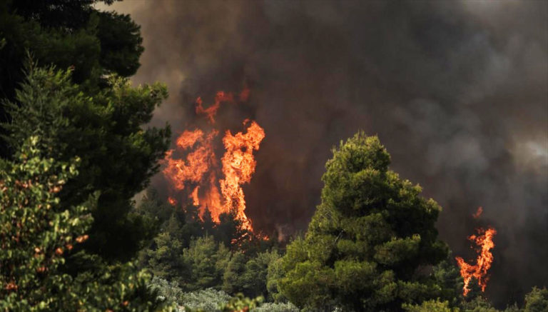 Θήρα και Δασικές Πυρκαγιές