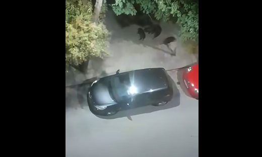 Θεσσαλονίκη: Οικογένεια αγριογούρουνων έφτασε μέχρι το Αστυνομικό Τμήμα Τούμπας...VIDEO