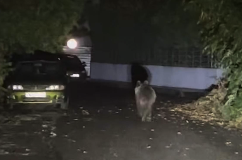 Άγρια… επίσκεψη στα Τρίκαλα – Η αρκούδα που έγινε πρωταγωνίστρια της νύχτας!