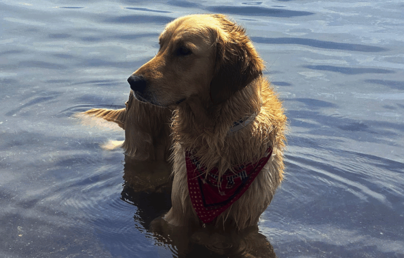 «Φόρο σκύλου» βάζει σε κατοίκους και τουρίστες πόλη στην Ιταλία