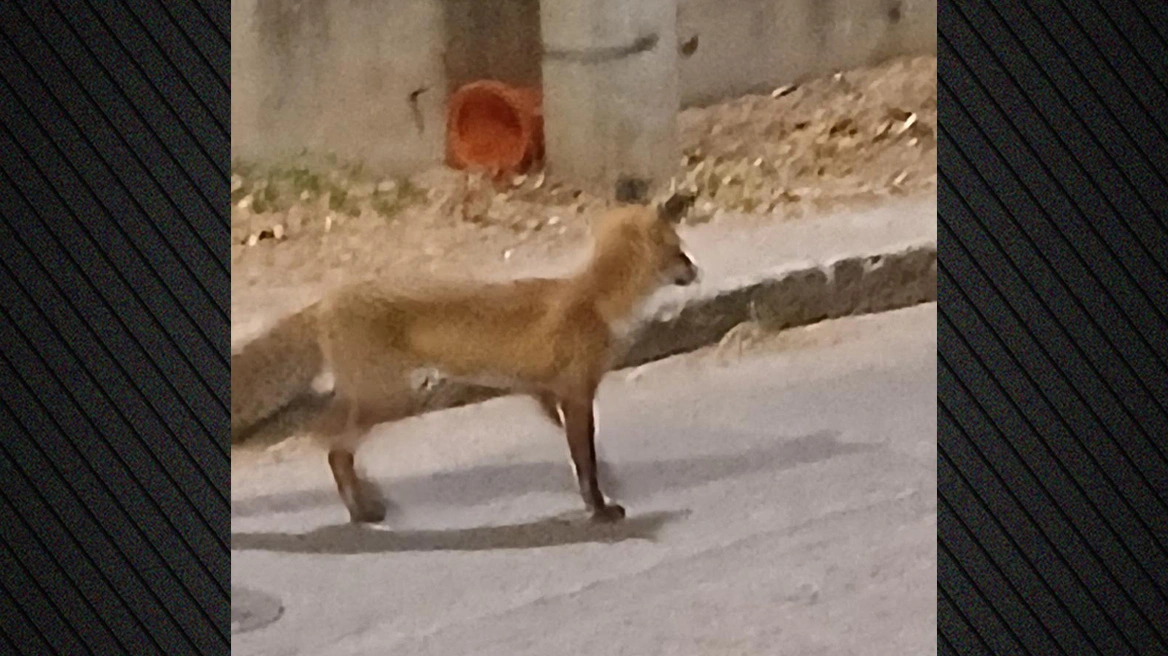 Αλεπού έκανε την εμφάνισή της στον Άγιο Θωμά Αμαρουσίου...VIDEO