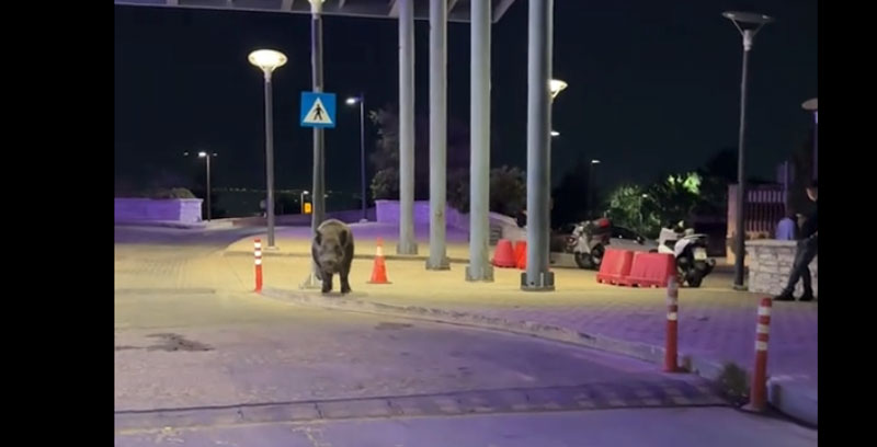 Ο Λάκης επανέρχεται δυνατός, ανανεωμένος και λίγο πιο ... ψαρωτικός...VIDEO