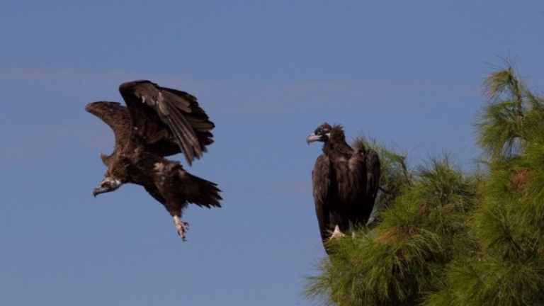 27 νέοι Μαυρόγυπες απογειώθηκαν φέτος από το Δάσος της Δαδιάς