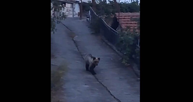Βόιο: Οι αρκούδες κοντά σε σπίτια και χωράφια στον Βυθό...VIDEO