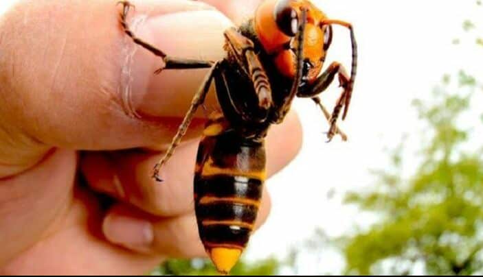 Ορεινή Κορινθία: Κυνηγός δέχτηκε επίθεση από άγριο σμήνος σφήκες