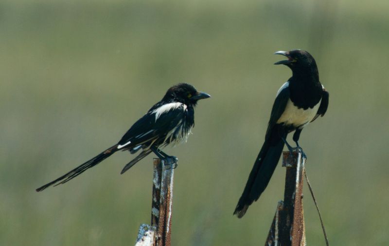 Κ.Σ. Λήμνου : Για κάθε 10 ζεύγη ποδιών θηρευμένων κορακοειδών θα δίνεται ένα κουτί φυσίγγια