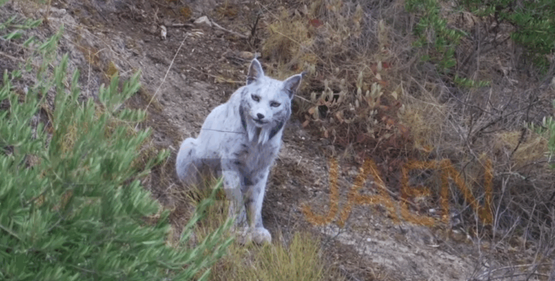 Ο πρώτος λευκιστικός ιβηρικός λύγκας που καταγράφηκε στην Ισπανία...VIDEO