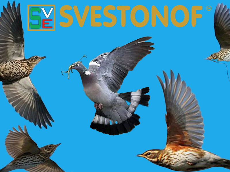 Ανταπόκριση περασμάτων : Αυξημένη κινητικότητα χθες και σήμερα...31/10/2025