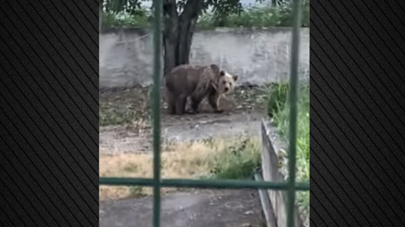Τρομοκρατημένοι οι ιδιοκτήτες του σπιτιού που δέχθηκε την επίθεση αρκούδας στους Αμπελόκηπους